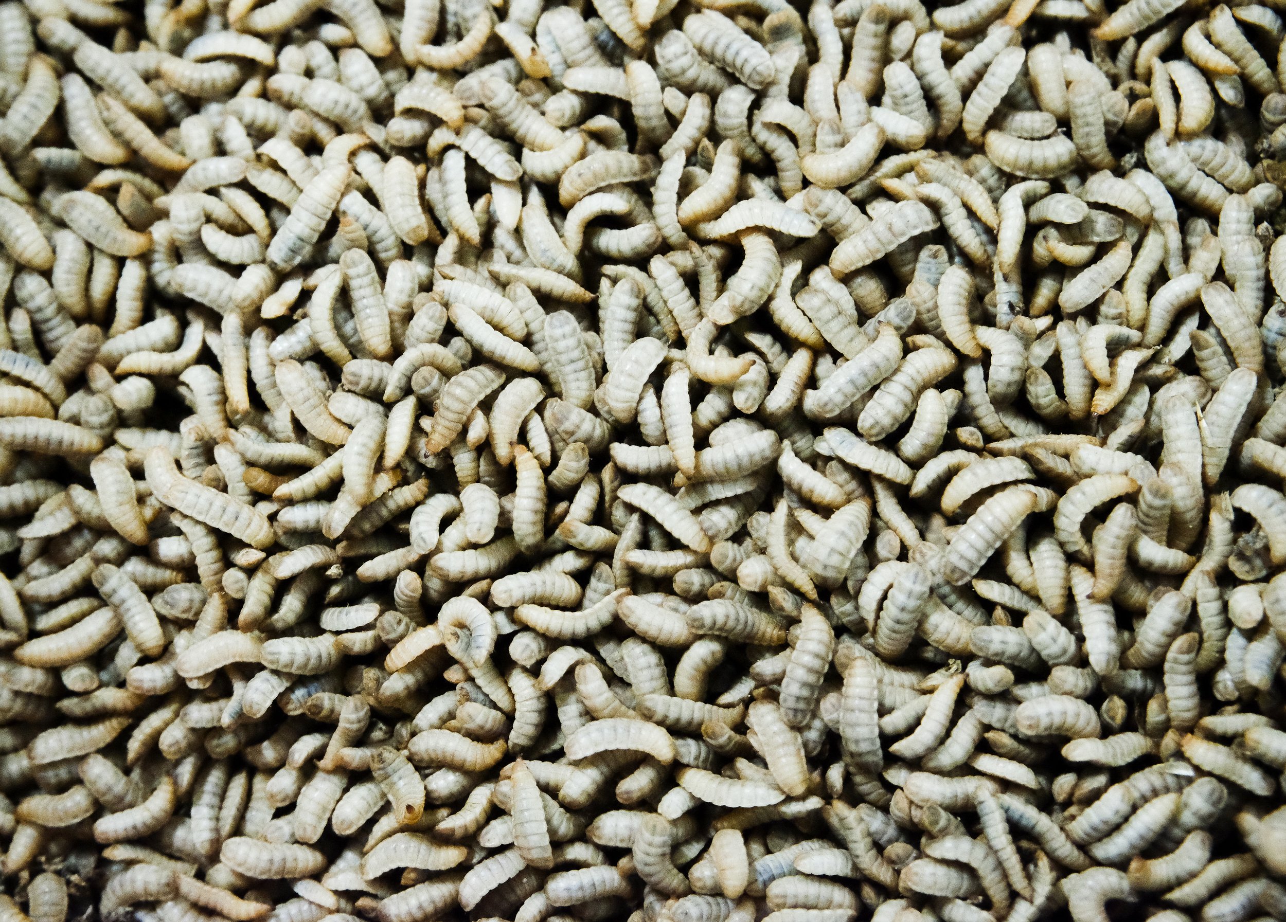 Black Soilder Fly Larvae