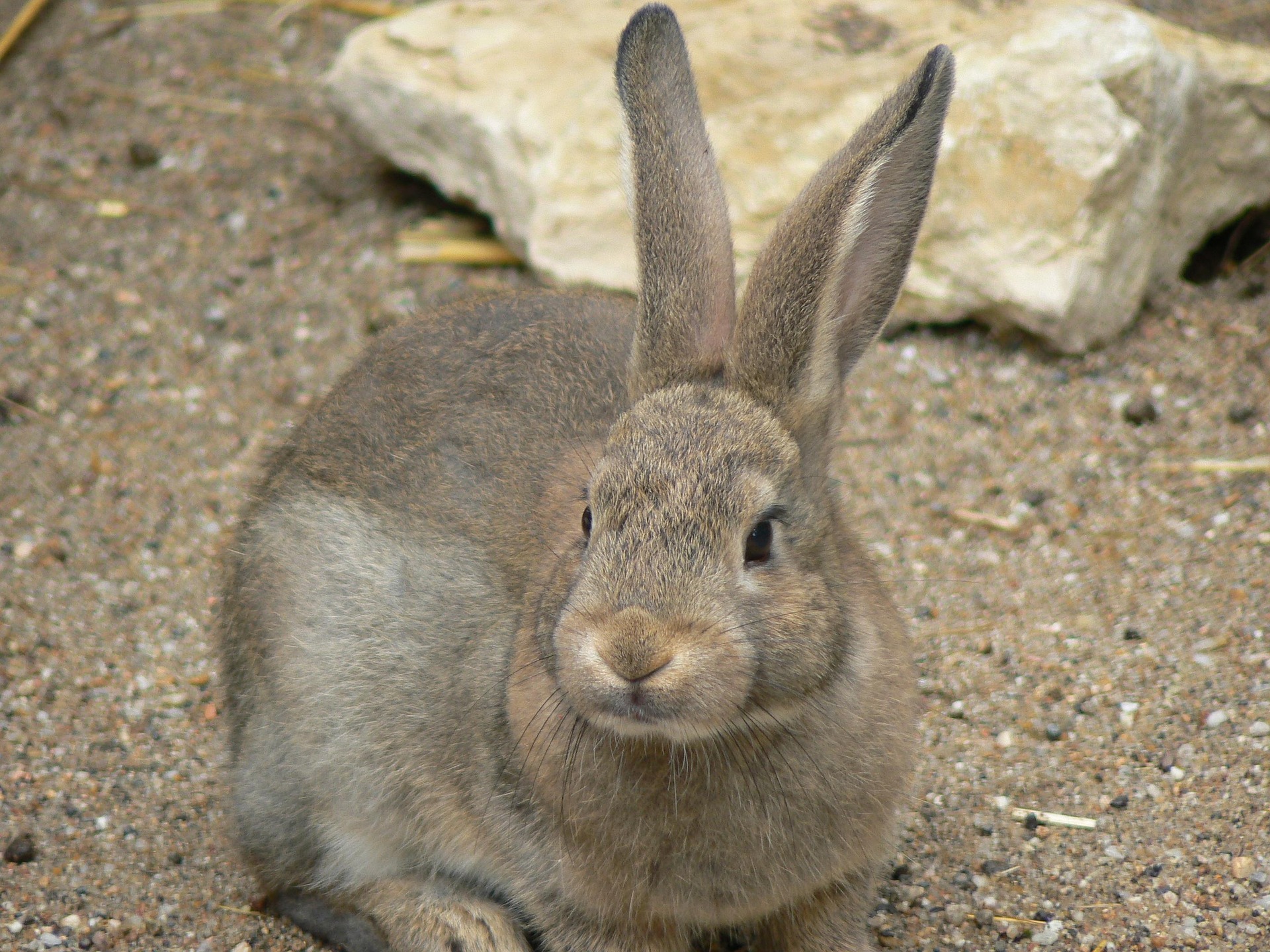Rabbits