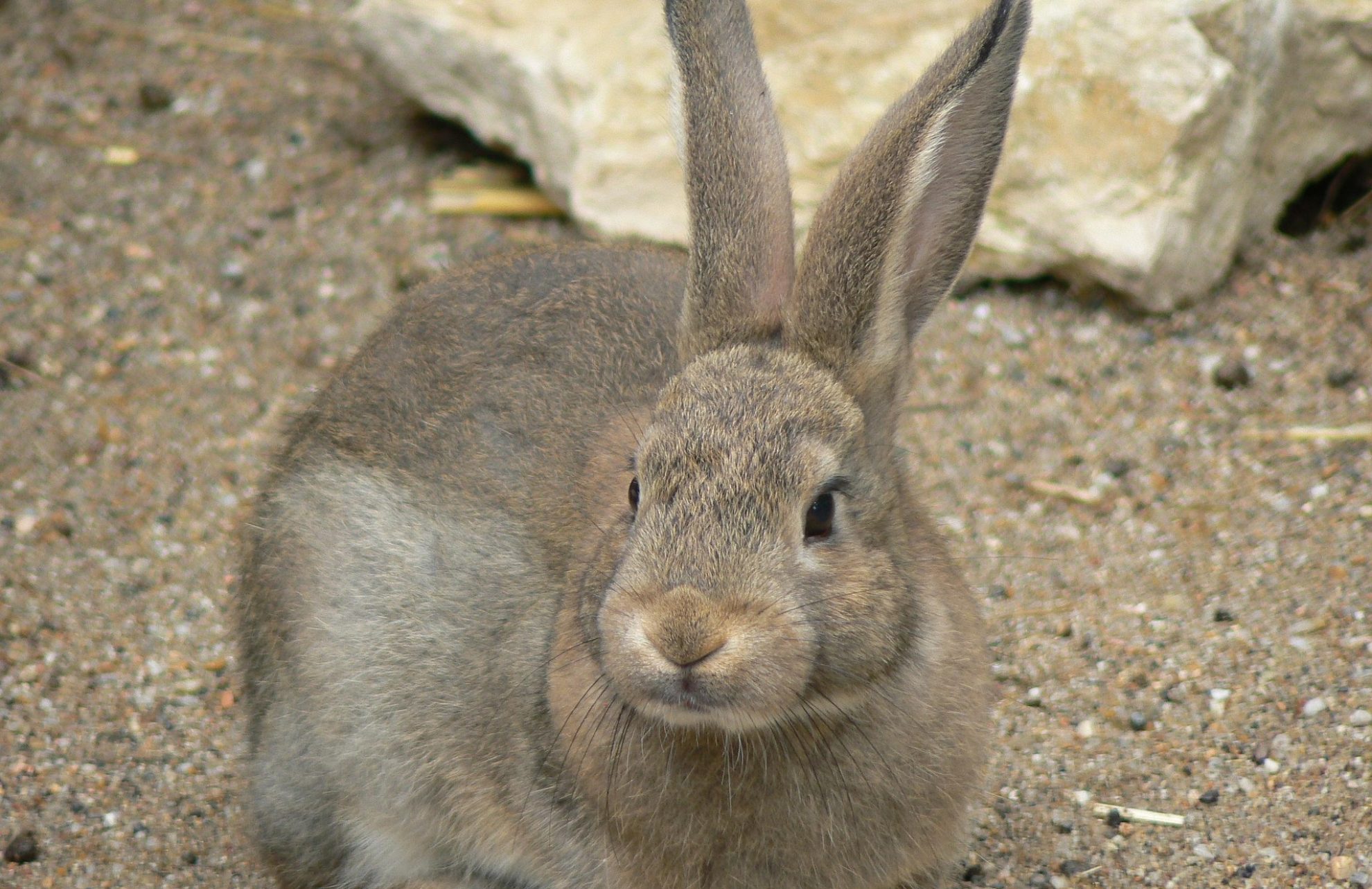 rabit-2808713_1920